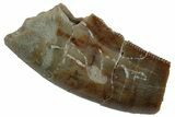 Partial, Megalosaurid (Marshosaurus) Tooth - Colorado #261682-1